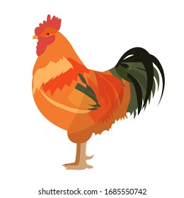 Rooster chicken bird isolated on white background. Poultry, vector stock illustration