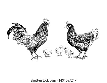 Rooster chicken and chickens hand-drawn black ink. Part of a collection of farm birds. Isolated on white background. Vector illustration