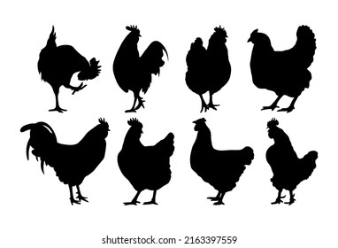 Rooster and a chicken. Farm bird. Illustration isolated on a white background. svg