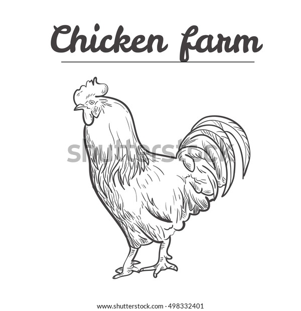雄鶏 鶏の養殖場 ベクターイラストスケッチ 鶏の手描き のベクター画像素材 ロイヤリティフリー