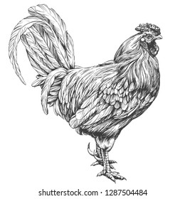 rooster, chicken hand drawn vector illustration realistic sketch