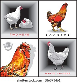 Rooster, Chicken, Hen. Set of color vector illustrations.