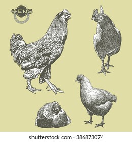 Rooster, Chicken, Hen. Set of vector images in Engraved style.