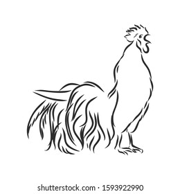 rooster chicken poultry vector sketch