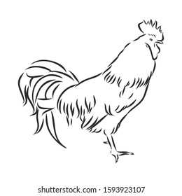 rooster chicken poultry vector sketch