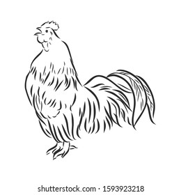 rooster chicken poultry vector sketch