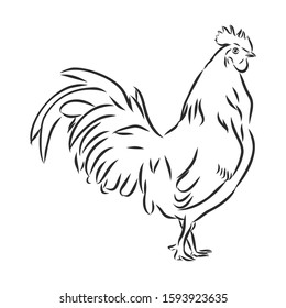 rooster chicken poultry vector sketch