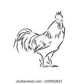 rooster chicken poultry vector sketch