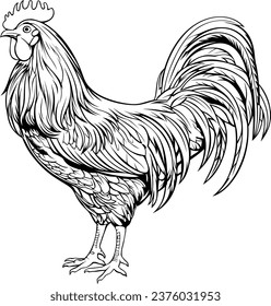 Rooster Chicken Realistic Animal Hand Drawn Illustration Vector For Coloring Book