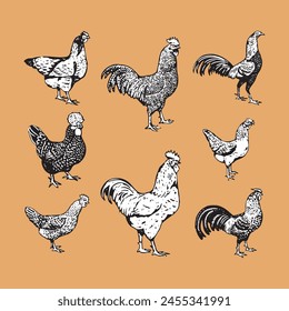 rooster chicken set black and white illustration