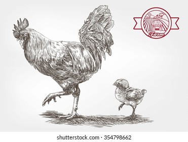 rooster and chicken. sketches made by hand on a gray background