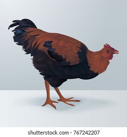 Rooster, chicken vector. Brown rooster realistic bird illustration. 