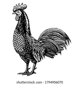 Rooster chicken vector engraving hand drawn illustration