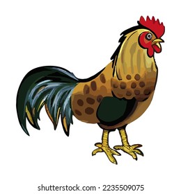rooster or chicken Vector illustration isolated on white background