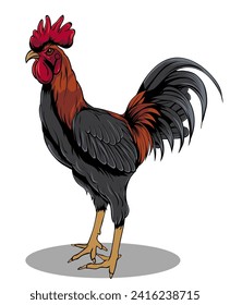 rooster chicken vector illustration isolated background 