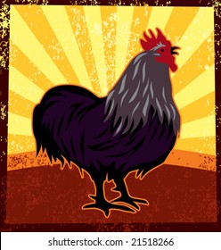 Rooster - Cock