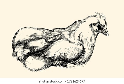rooster, cock cockerel vintage illustration, line art