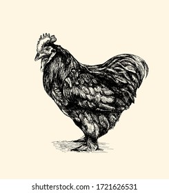 rooster, cock cockerel vintage illustration, line art