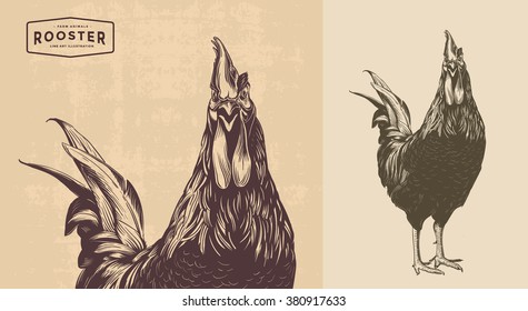 rooster, cock cockerel vintage illustration, line art