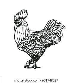 Rooster or cock hand drawn in medieval engraving style. Gorgeous farm bird isolated on white background. Vector illustration in monochrome colors for banner, print, restaurant logo, advertisement.