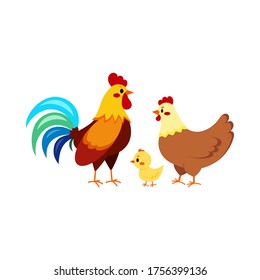 Rooster cock with hen and chick isolated on white background. Cute farm birds family flat design cartoon style vector illustration. Funny poultry chicken family.