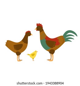 Rooster cock with hen and chick isolated on white background. Cute farm birds family flat design cartoon style vector illustration. Funny poultry chicken family.