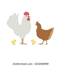 Rooster cock with hen and chicks isolated on white background. Chicken family icons in flat or cartoon style vector illustration.