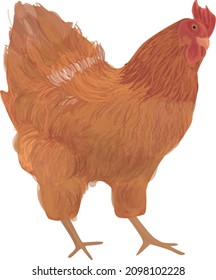 Rooster cock isolated realistic digital illustration bird poultry vector 