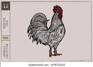 Rooster or cock Vector illustration - Hand drawn