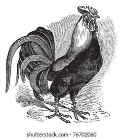Rooster or Cockerel or Cock or Gallus gallus, vintage engraving. Old engraved illustration of Rooster. Trousset Encyclopedia