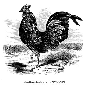 rooster cockerel cock rooster cockerel nature rural nail poultry farm agriculture hook food earth farming animals male feathers claw birds scenery agricultural cock mouth illustrations peacock raven n