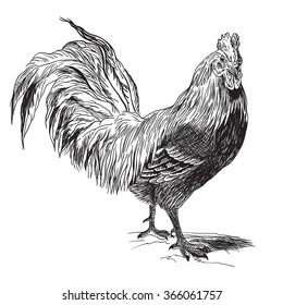 Rooster or Cockerel or Cock, vintage engraving. 