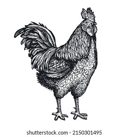 Rooster or cockerel sketch. Hand drawn farm animal. Cock vintage engraving vector illustration