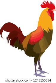 Rooster, colorful vector
