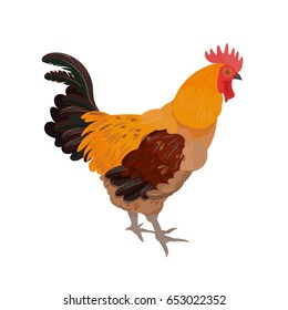 Rooster with dark tail, illustrations isolated on the white background
