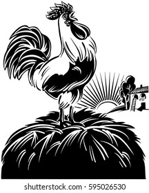 Rooster at dawn from the alarm singing, the whole farm, from the top of a haystack.