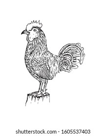 Rooster in drawing sketch. Hand drawn design vector illustration.
