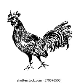 rooster drawing sketch hand drawn vector illustration