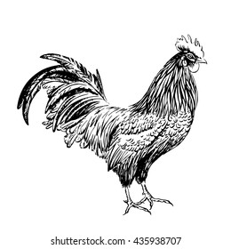 Rooster drawn in black ink on a white background. Vector