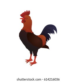 Rooster farm animal