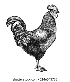 Rooster or farm cockerel sketch. Cock vintage engraving vector illustration