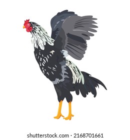 Rooster flapping wings ilustration vector