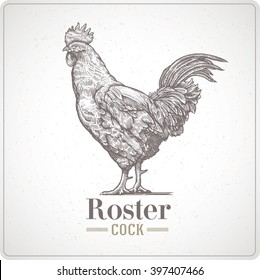 Rooster in graphic style, hand drawn illustration.