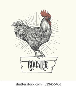 Rooster in graphic style, hand drawn illustration. Symbol of 2017. Vector