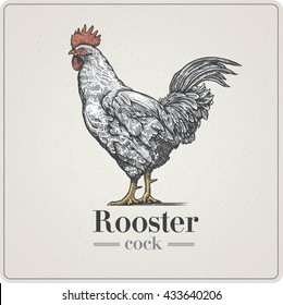 Rooster in graphical style, hand drawn Illustration.