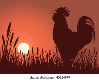 rooster greeting sunrise on a lawn