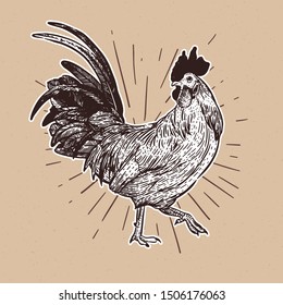 Rooster, hand draw sketch vector.