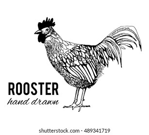 Rooster. Hand drawn