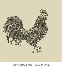 Rooster Hand Drawn Illustration In Vintage Engraving Style. Vector Sticker For The Farms And Manufacturing Depicting Roster. Grunge Label For The Chicken Product. Farm Painting Of Cockerel