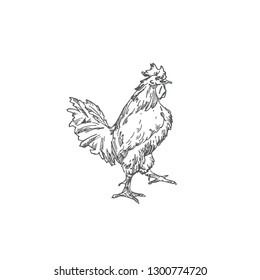 Rooster Hand Drawn Vector Illustration. Abstract Domestic Poultry Bird Sketch. Engraving Style Drawing. Isolated.